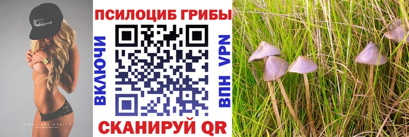 Галлюциногенные грибы Psilocybine cubensis  Северск 